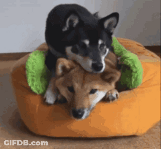 Dog Hug On Pumpkin Bean Bag GIF