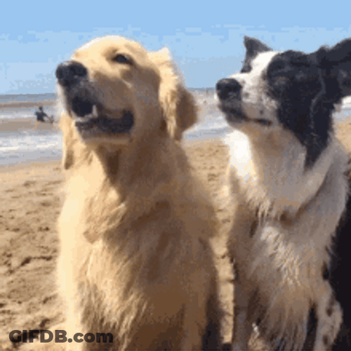 Dog Hug On The Beach GIF