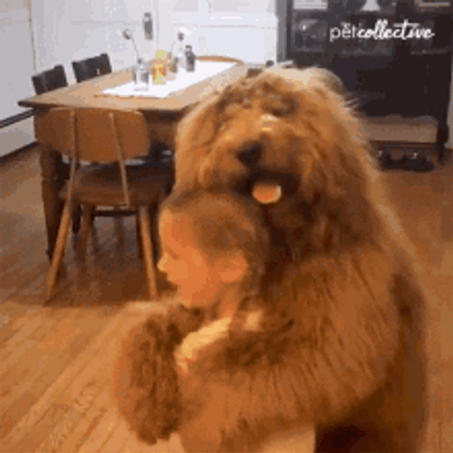 Dog Hug On Two Legs GIF