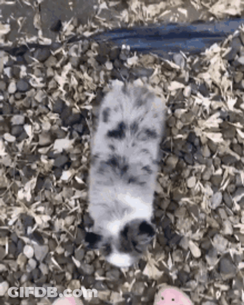 Dog Hug Owner's  Leg GIF