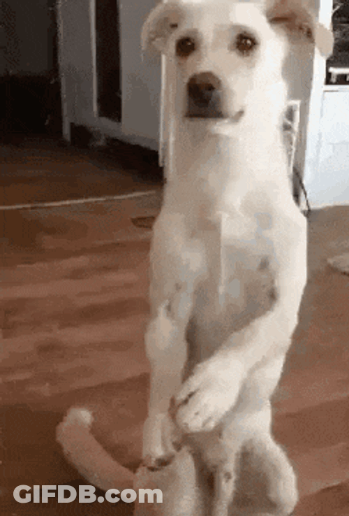 Dog Hugging Toy Stuffed Animal GIF