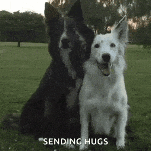 Dog Hugs GIF