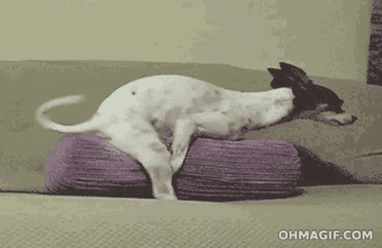 Dog Hump GIF