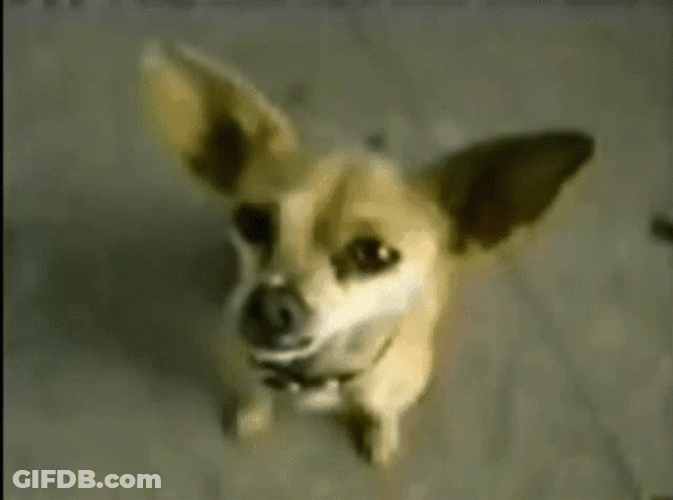 Dog I Want Some Taco Bell GIF