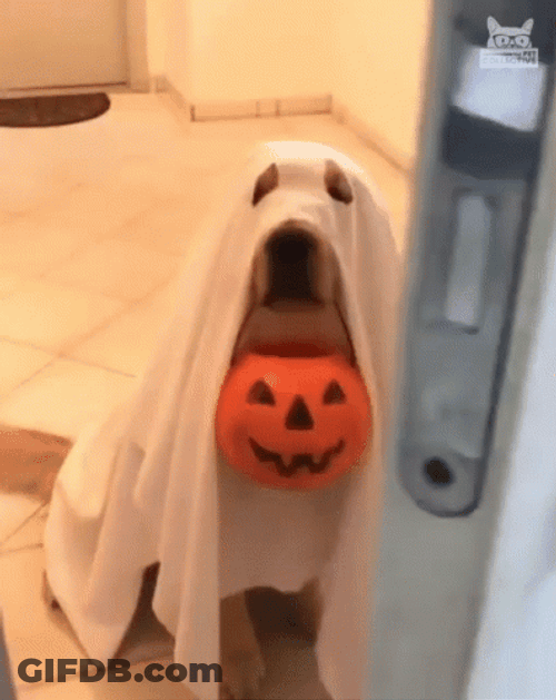Dog In A Ghost Costume Trick Or Treat GIF
