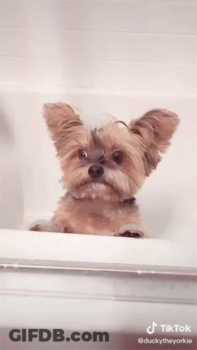 Dog In Bathtub GIF