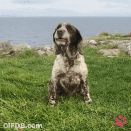Dog In Beach Barking Sound GIF