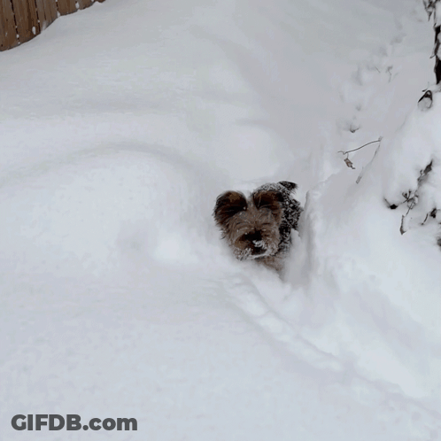 Dog In Black And White Sweater Walking Through Snow GIF