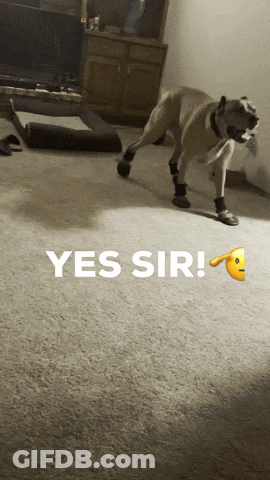 Dog In Black Boots Saying Yes Sir GIF