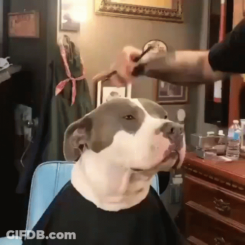 Dog In Black Cape Getting Haircut GIF