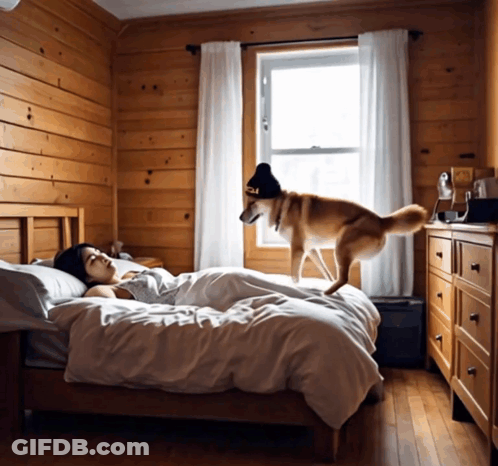 Dog In Black Hat Jumping On Bed Next To Sleeping Woman GIF