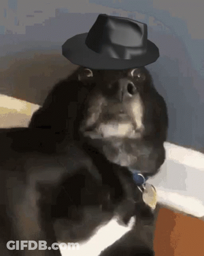 Dog In Black Hat With Tag Collar GIF