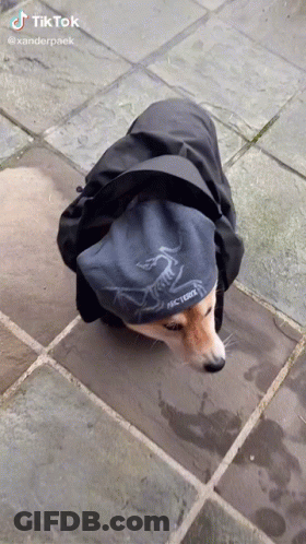 Dog In Black Jacket And Arcteryx Hat GIF