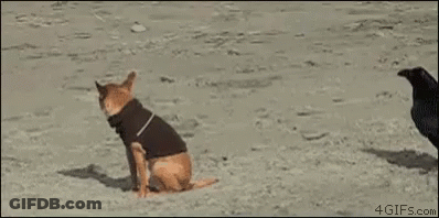 Dog In Black Shirt Running From Black Bird On Beach GIF