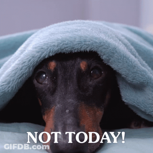 Dog In Blanket Not Today GIF