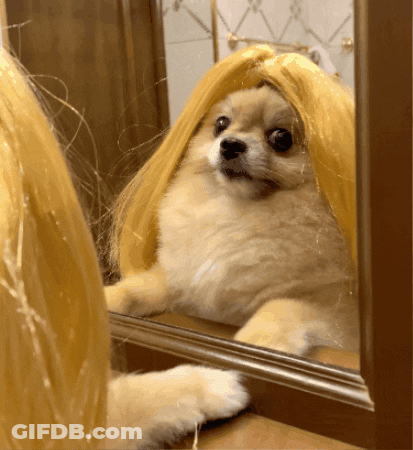 Dog In Blonde Wig Looking In Mirror GIF