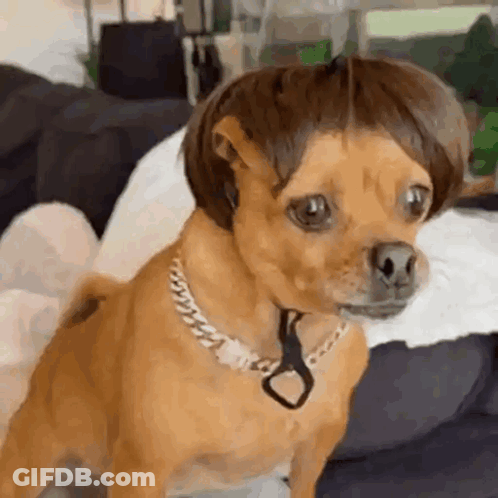 Dog In Blonde Wig Looking In Mirror GIF