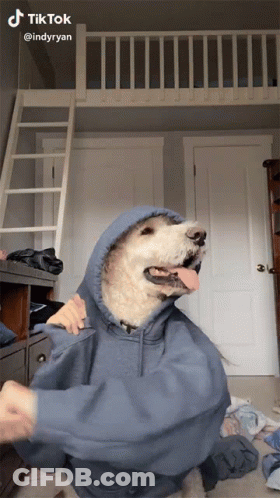 Dog In Blue Hoodie Held By Person TikTok GIF