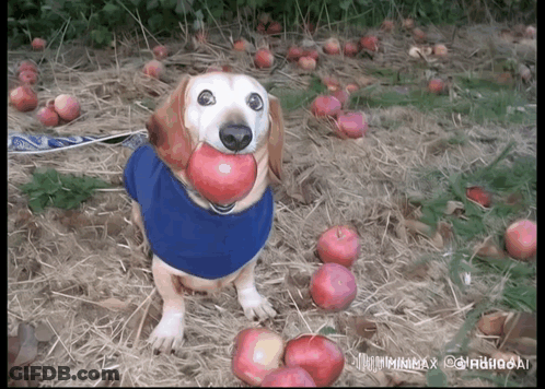 Dog In Blue Shirt Holding Red Apple GIF