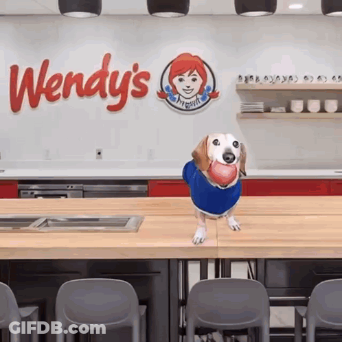 Dog In Blue Shirt Standing In Front Of Wendy's Sign GIF