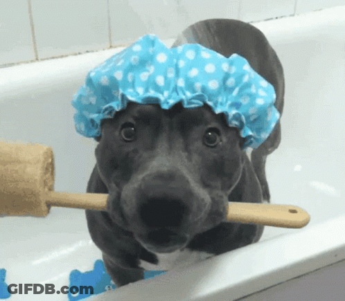 Dog In Blue Shower Cap Holding Stick GIF