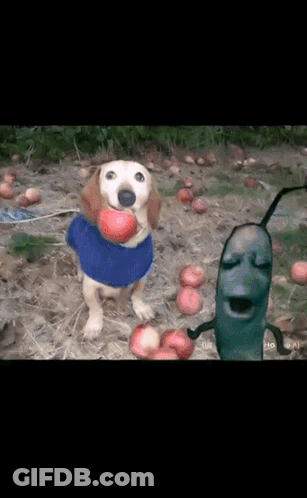 Dog In Blue Sweater Holding Apple GIF
