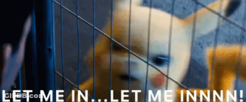 Dog In Cage Let Me In GIF