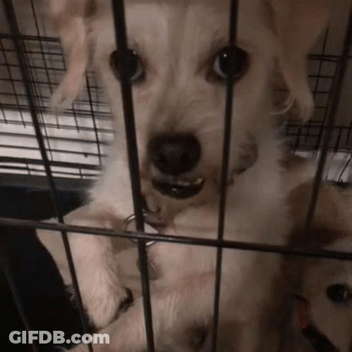 Dog In Cage With Tag GIF