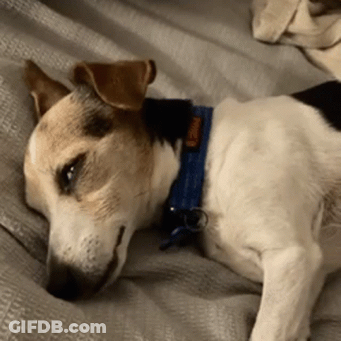 Dog In Cage With Tag GIF