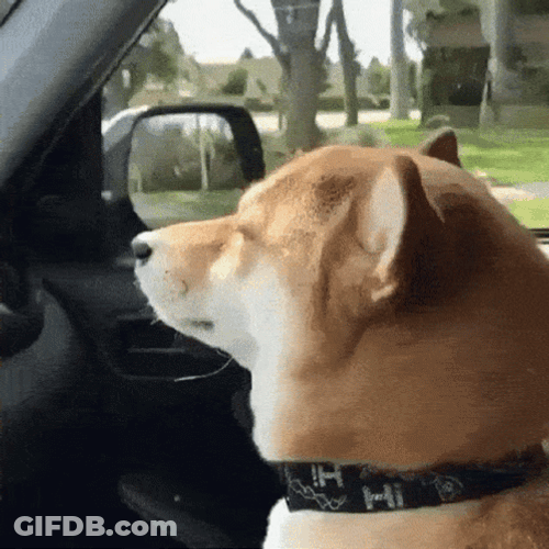 Dog In Car Dancing GIF