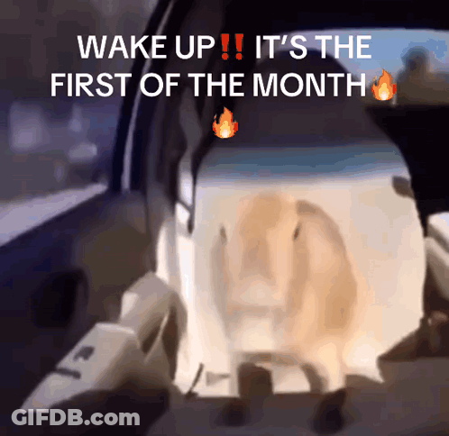 Dog In Car Wake Up First Of Month GIF