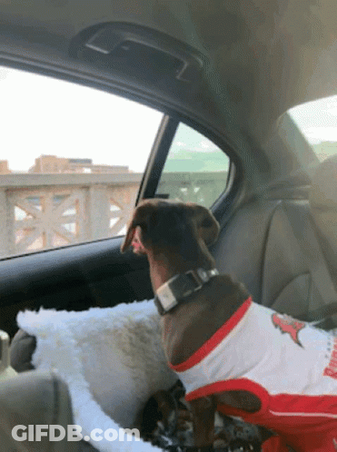 Dog In Chicago Bears Shirt In Car Back Seat GIF