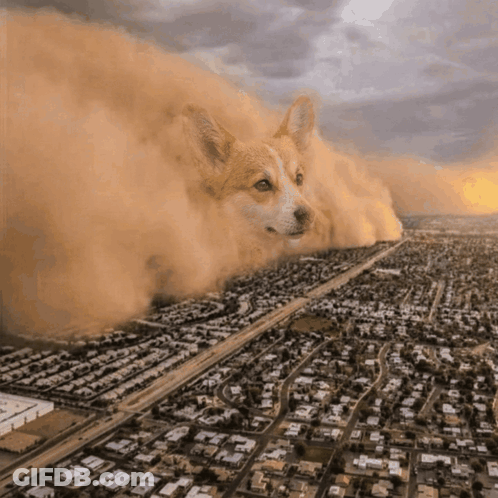 Dog In City GIF