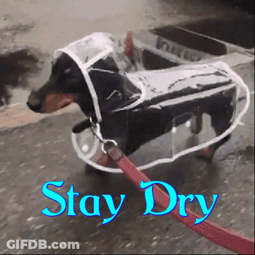 Dog In Clear Raincoat Saying Stay Dry GIF