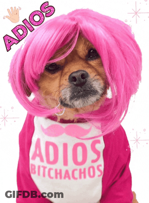 Dog In Costume Mushu GIF