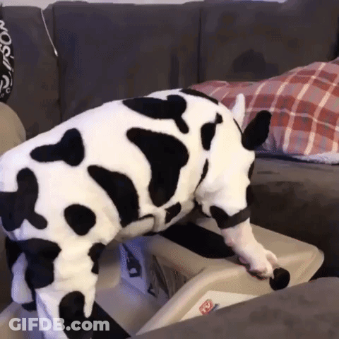 Dog In Cow Costume Standing On Couch GIF