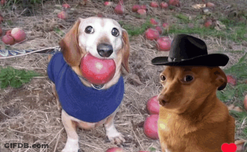 Dog In Cowboy Hat Holding Apple Beside Another Dog GIF