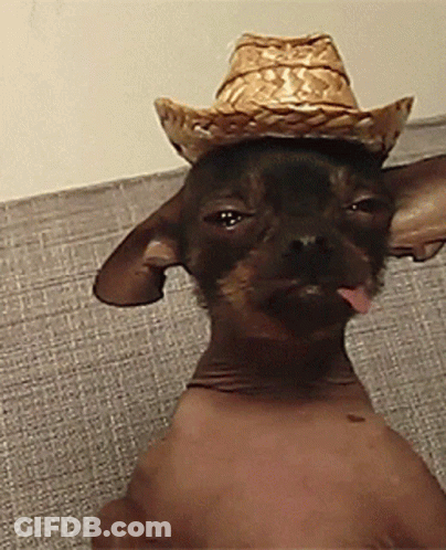 Dog In Cowboy Hat Sticking Out Tongue GIF