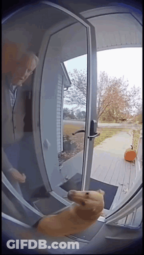 Dog In Doorway With Man Behind GIF