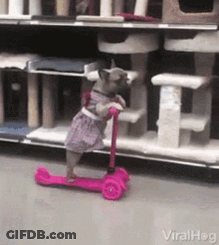 Dog In Dress Riding Pink Scooter GIF