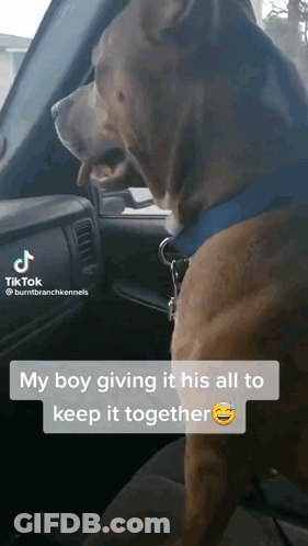 Dog In Driver's Seat My Boy Giving All GIF