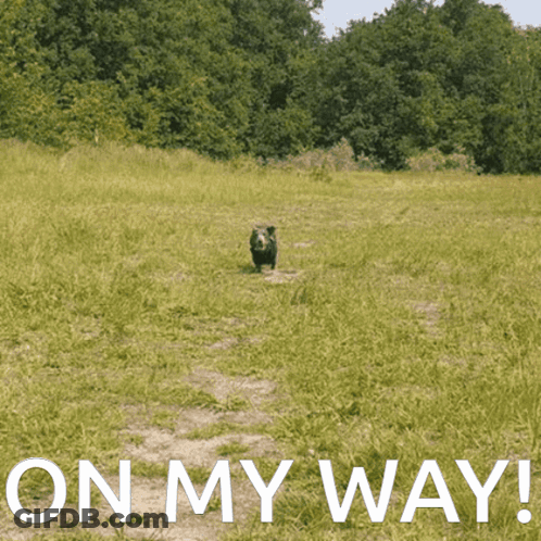 Dog In Field With On My Way GIF