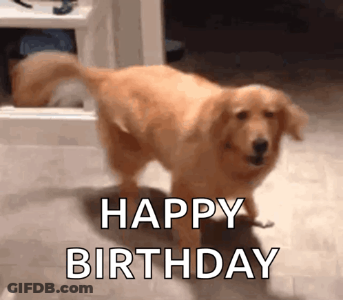 Dog In Front Of Happy Birthday Sign GIF