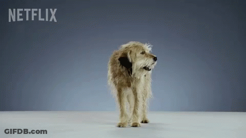 Dog In Front Of Netflix Sign GIF