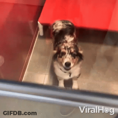 Dog In Front Of Red Table Viralhog GIF