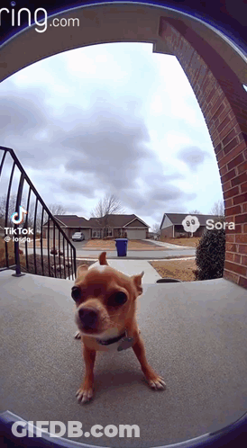 Dog In Front Of Ring Doorbell Sora GIF