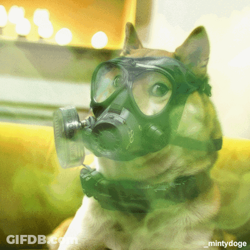 Dog In Gas Mask And Goggles Surrounded By Green Smoke GIF
