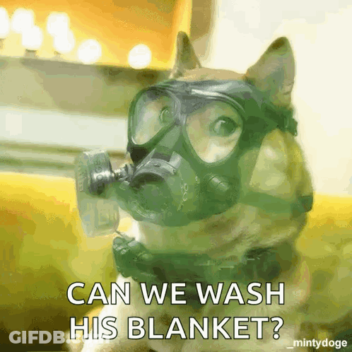 Dog In Gas Mask Asking To Wash Blanket GIF