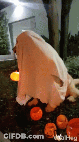 Dog In Ghost Costume Crawling Beside Pumpkins GIF