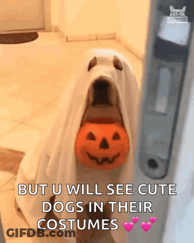 Dog In Ghost Costume Holding Pumpkin GIF